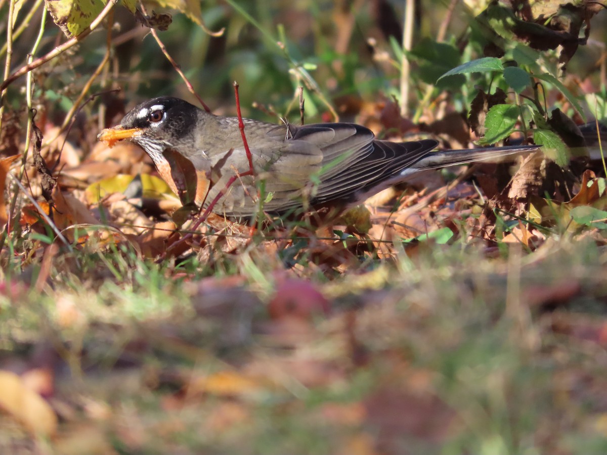 Дрізд мандрівний - ML645818044