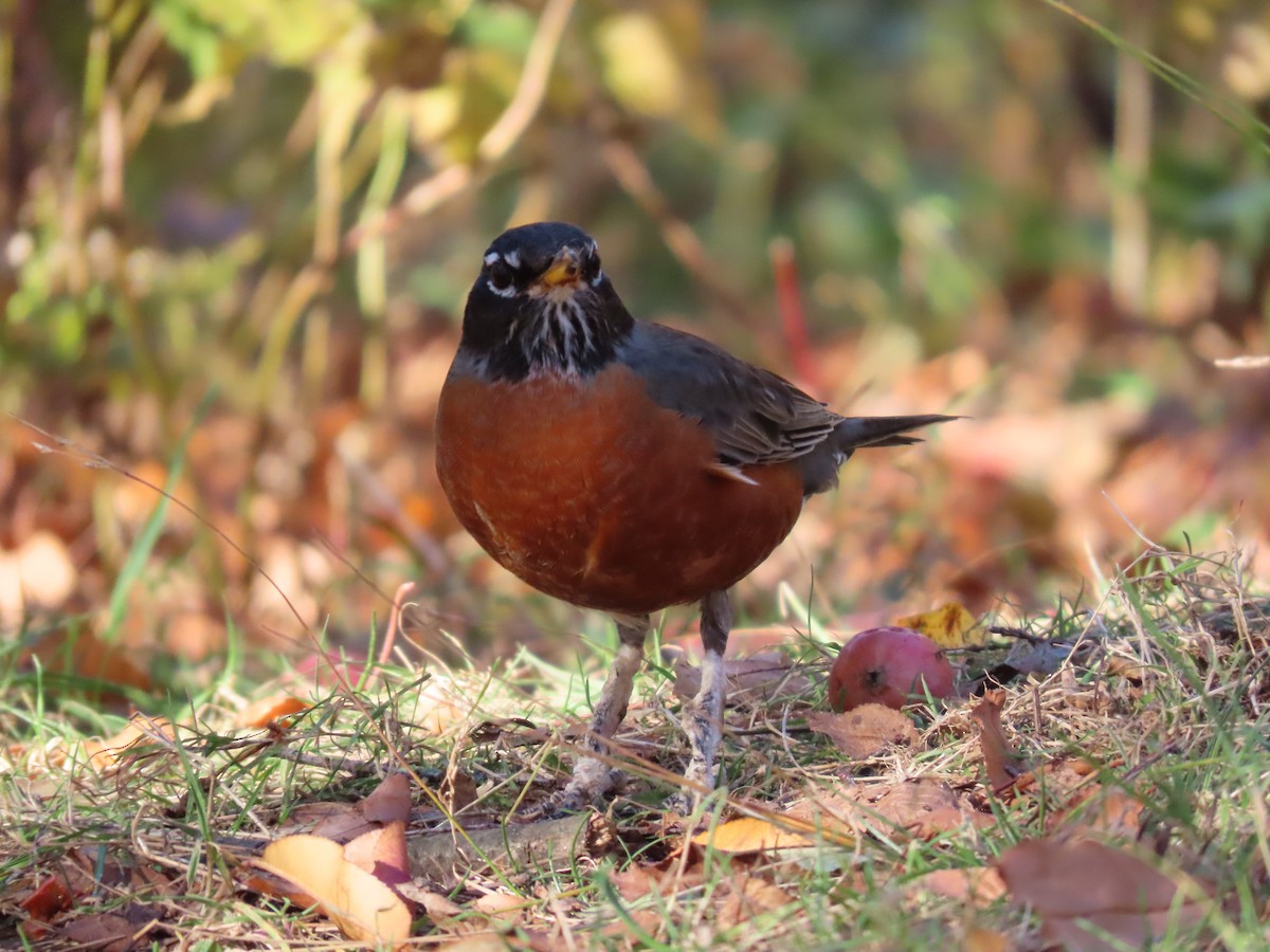 Дрізд мандрівний - ML645818045