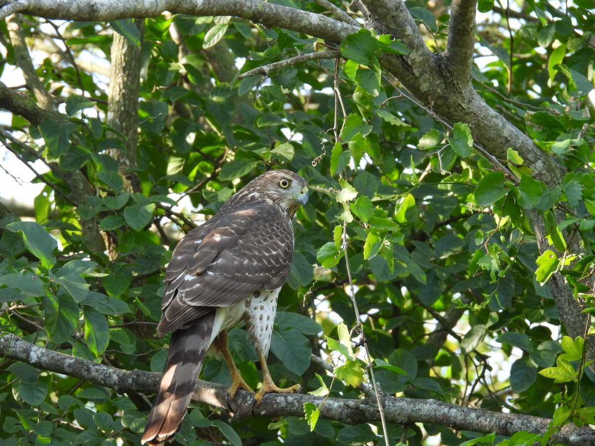 Cooper's Hawk - ML645818051