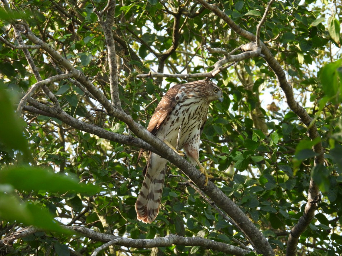 Cooper's Hawk - ML645818052