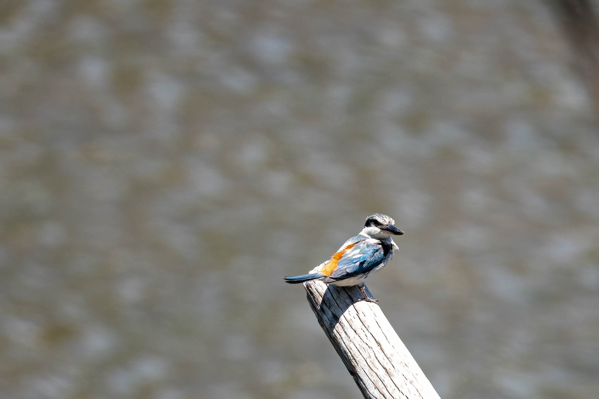 Rotbürzelliest - ML645818057