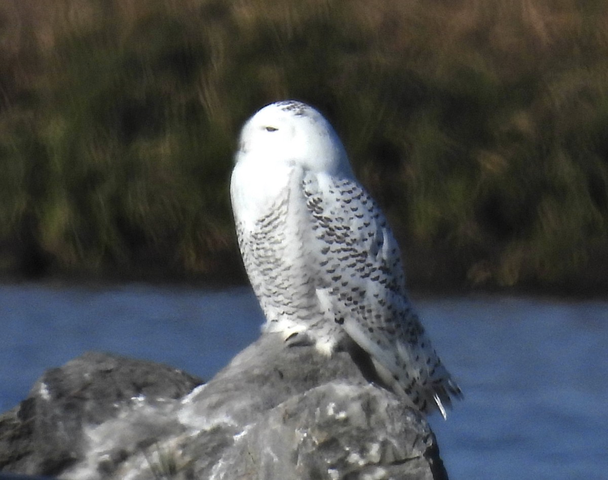 Snowy Owl - ML645818058