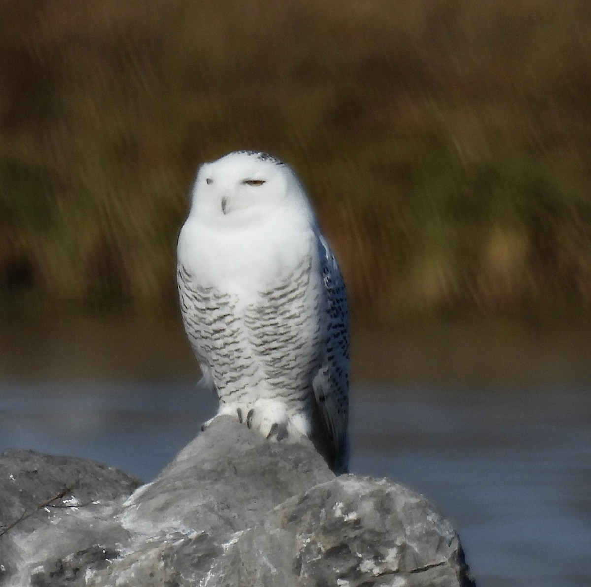 Snowy Owl - ML645818059
