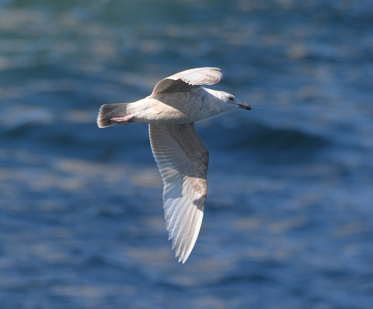 gull sp. - ML645818073