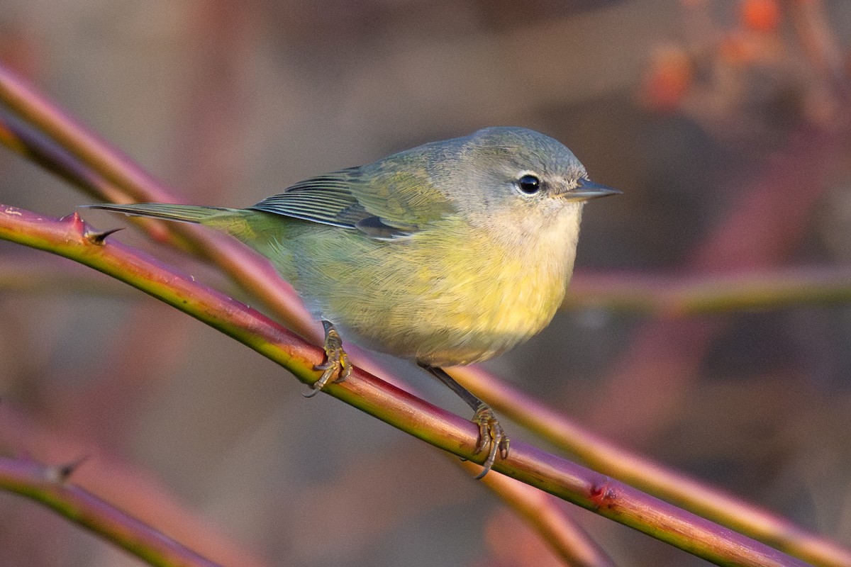 Orange-crowned Warbler - ML645818104