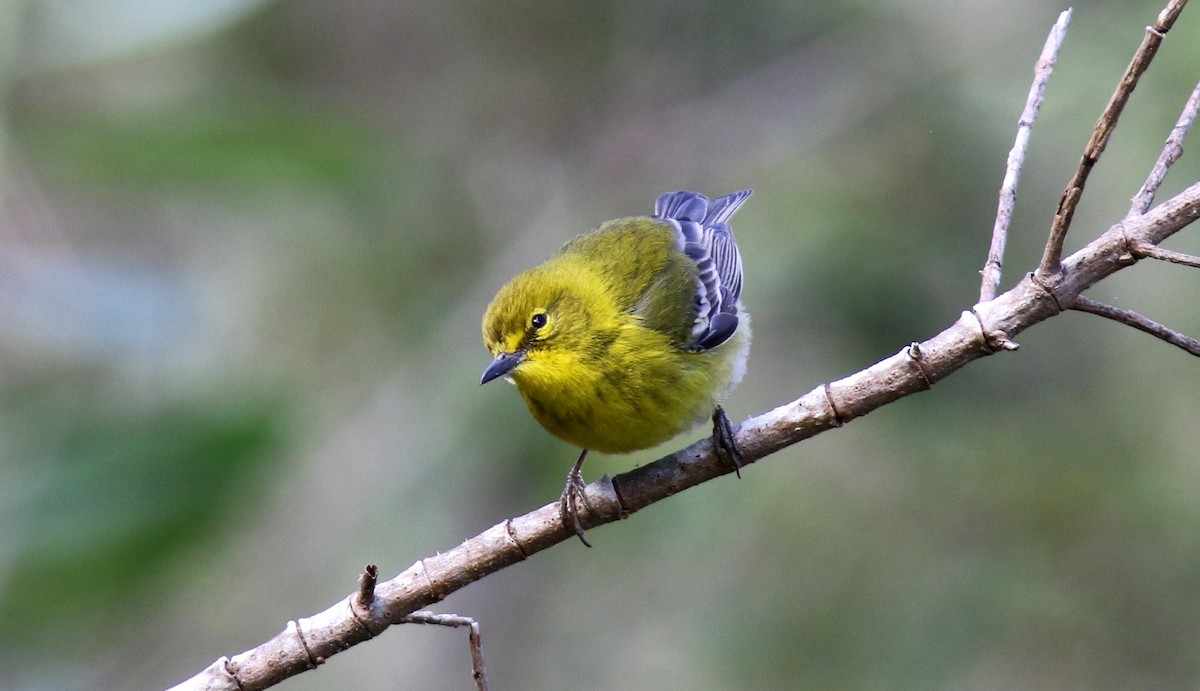 Pine Warbler - ML64581811