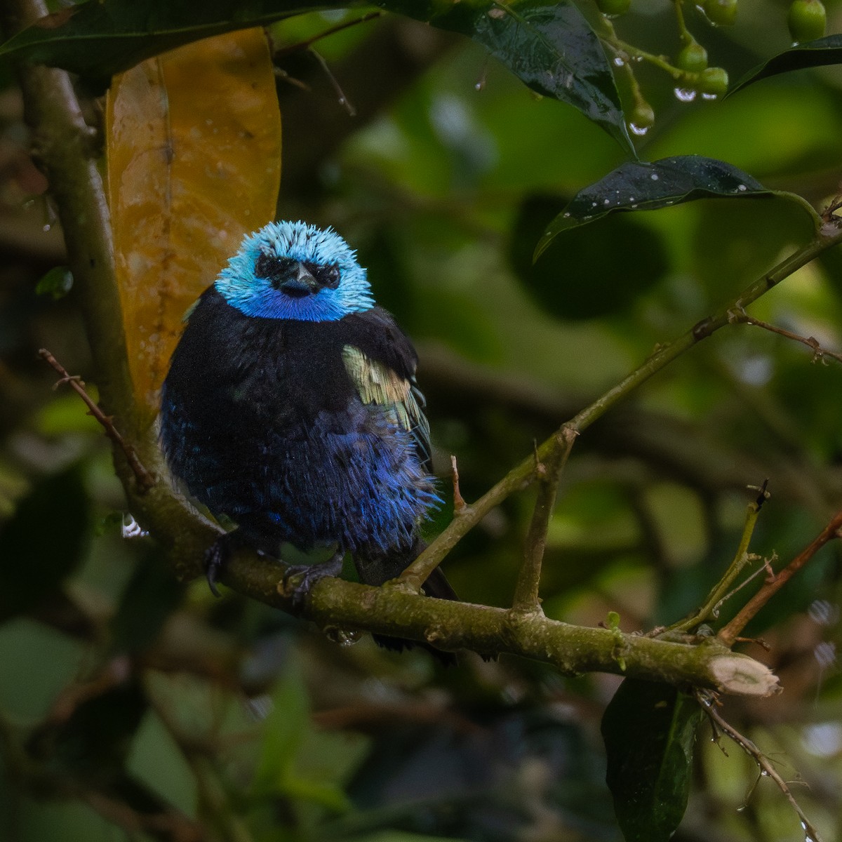 Blue-necked Tanager - ML645818111