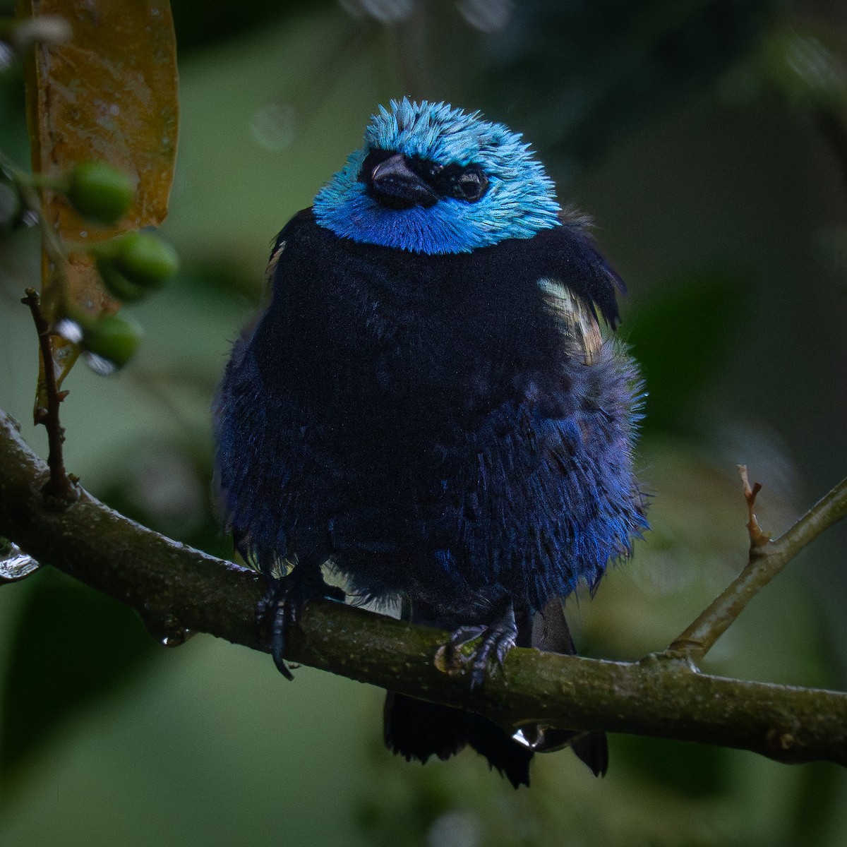 Blue-necked Tanager - ML645818112