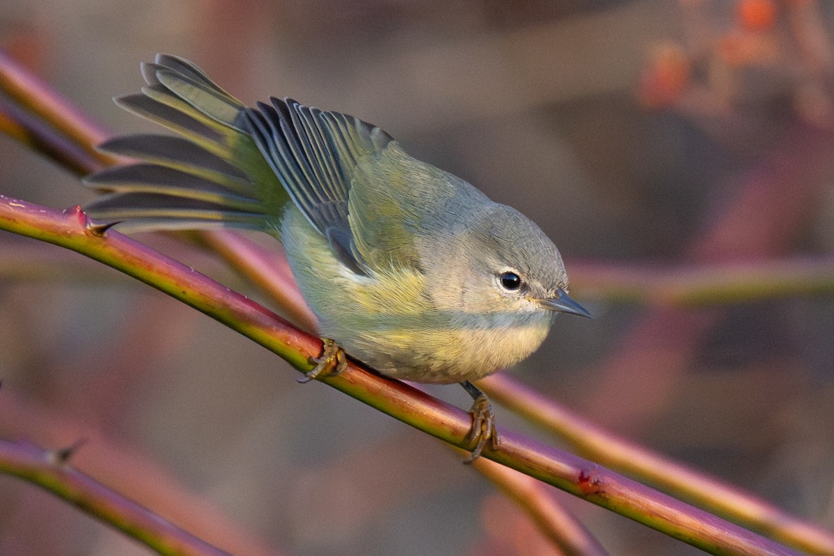 Orange-crowned Warbler - ML645818113