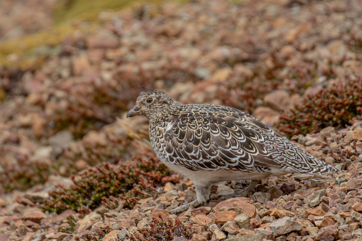 White-bellied Seedsnipe - ML645818129