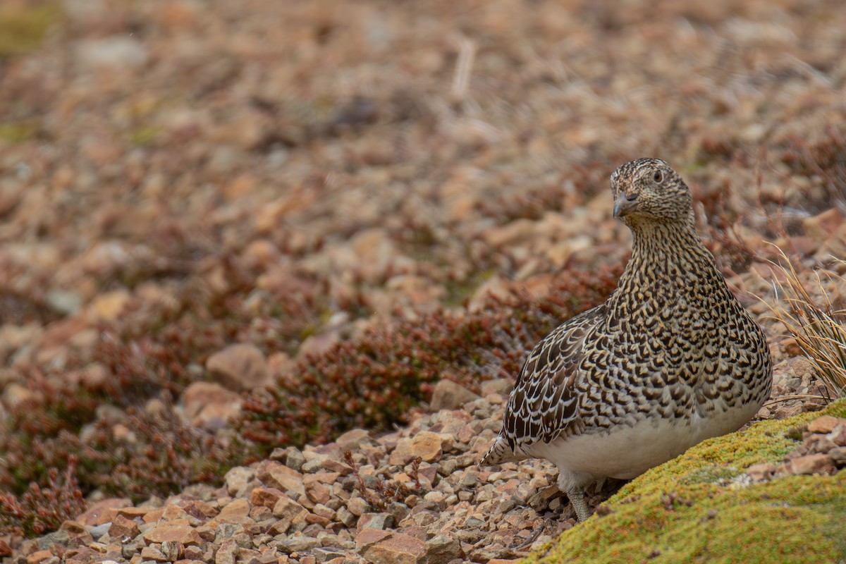 White-bellied Seedsnipe - ML645818131