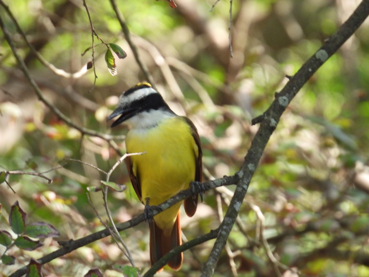 Большой бентеви, кискади - ML645818133