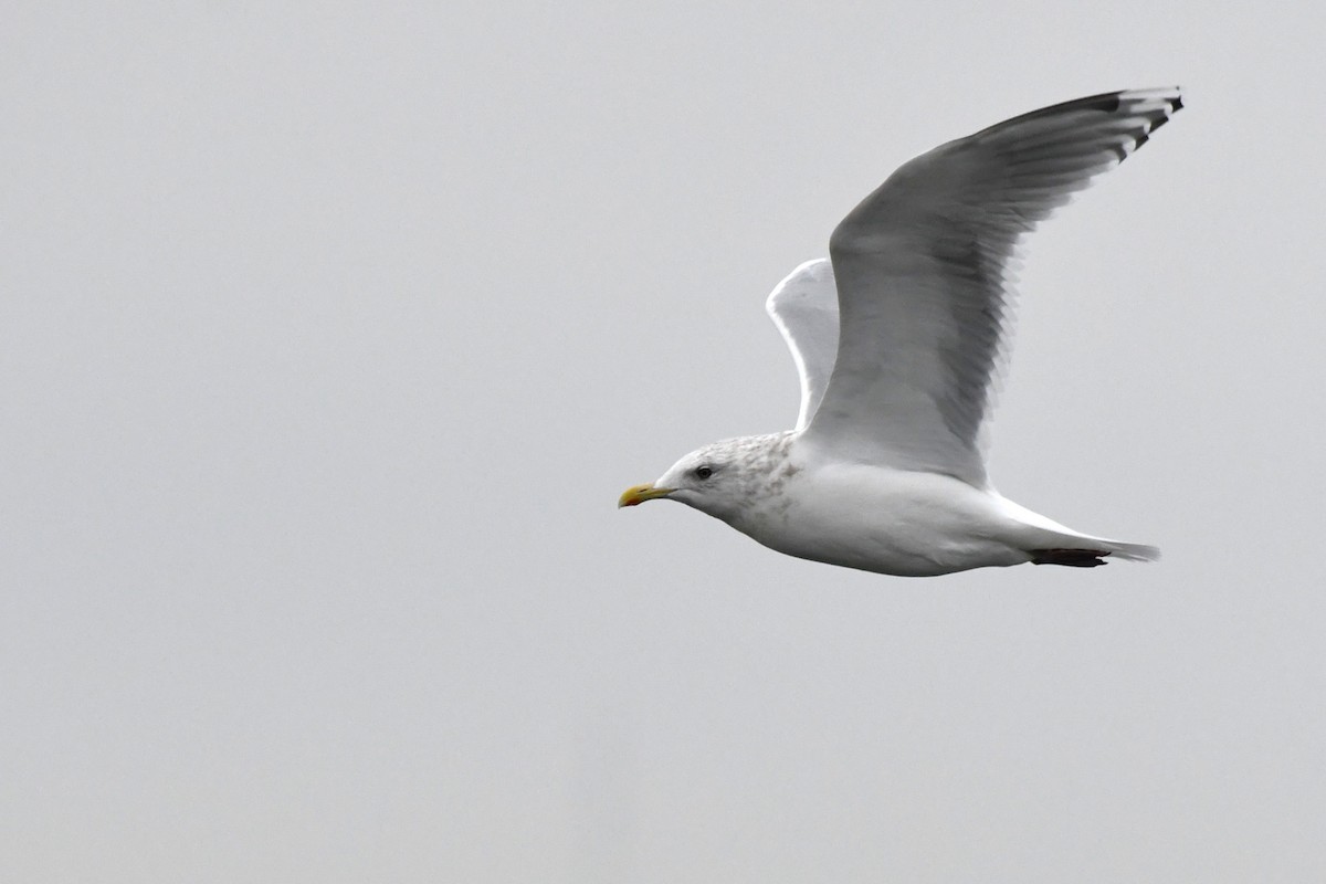 Iceland Gull (Thayer's) - ML645818138