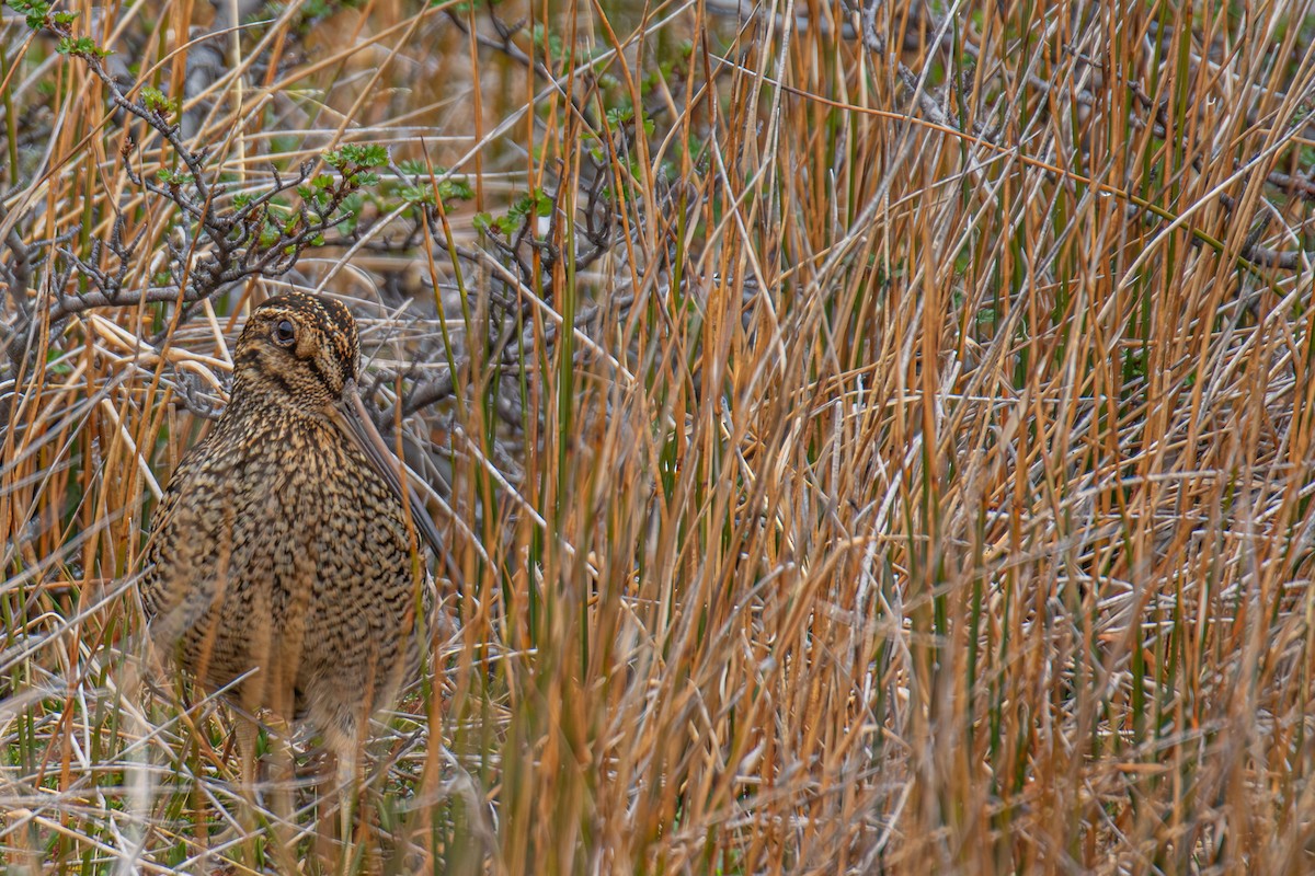 Fuegian Snipe - ML645818143