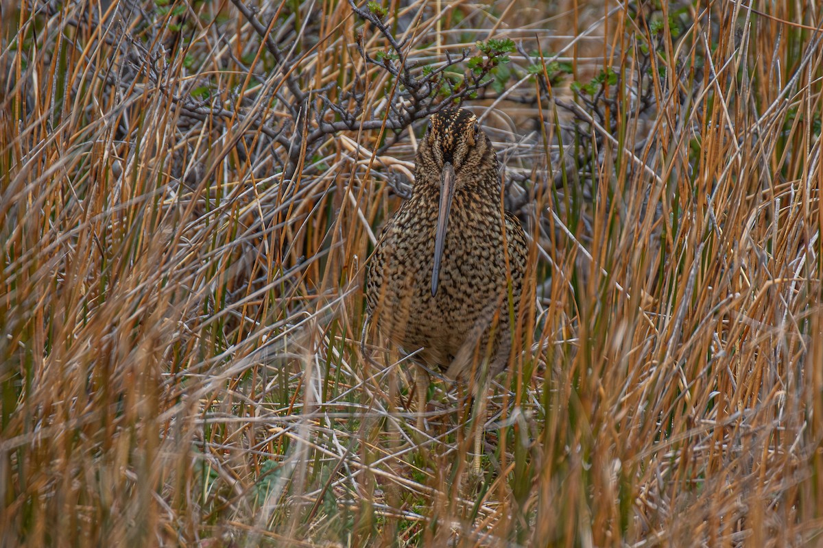Fuegian Snipe - ML645818144