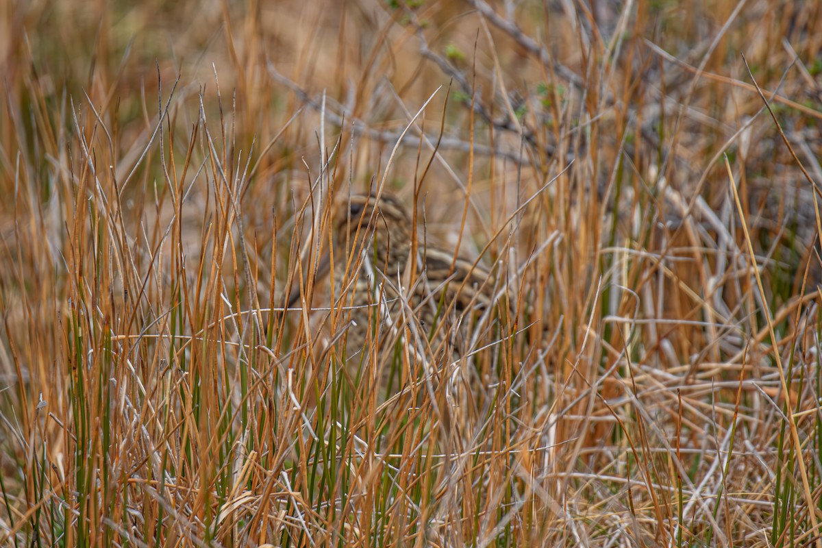 Fuegian Snipe - ML645818145
