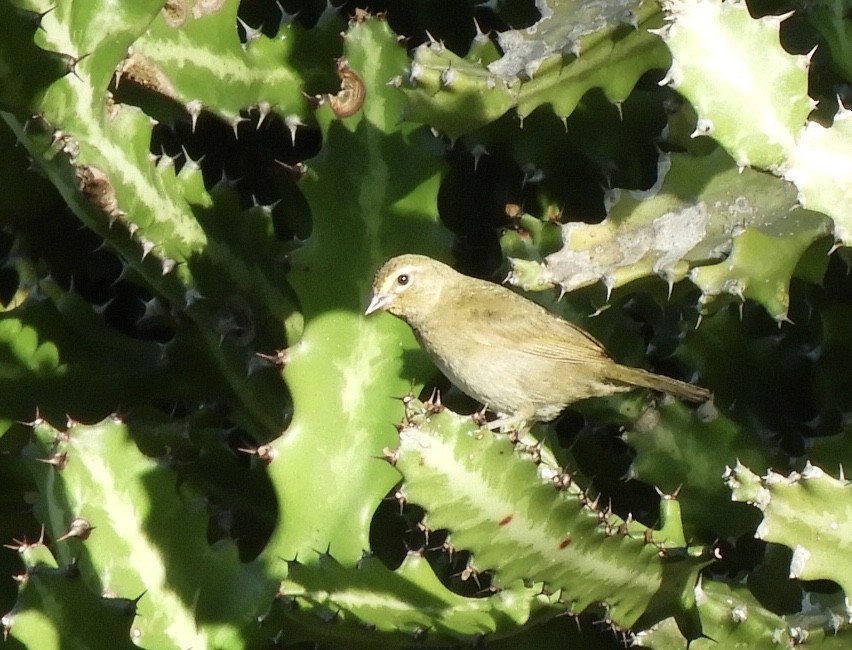 Yellow-faced Grassquit - ML645818146