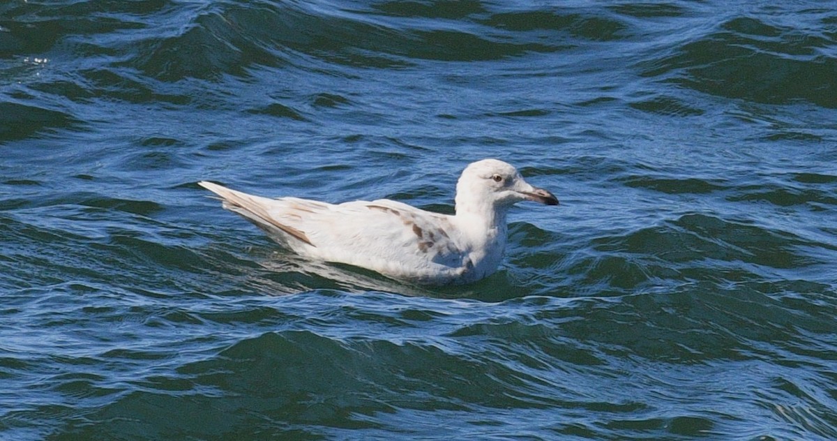 gull sp. - ML645818148