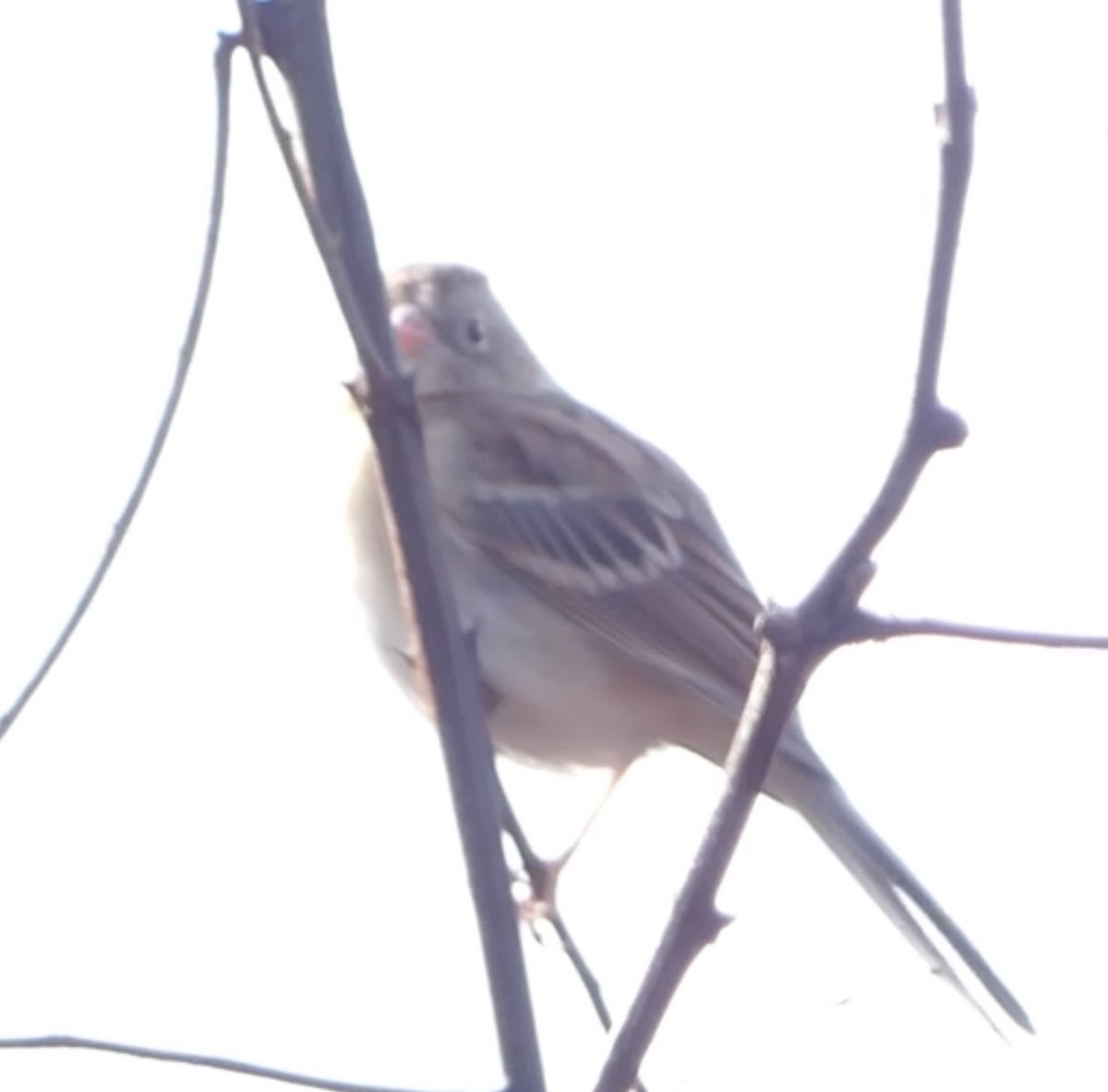 Field Sparrow - ML645818150