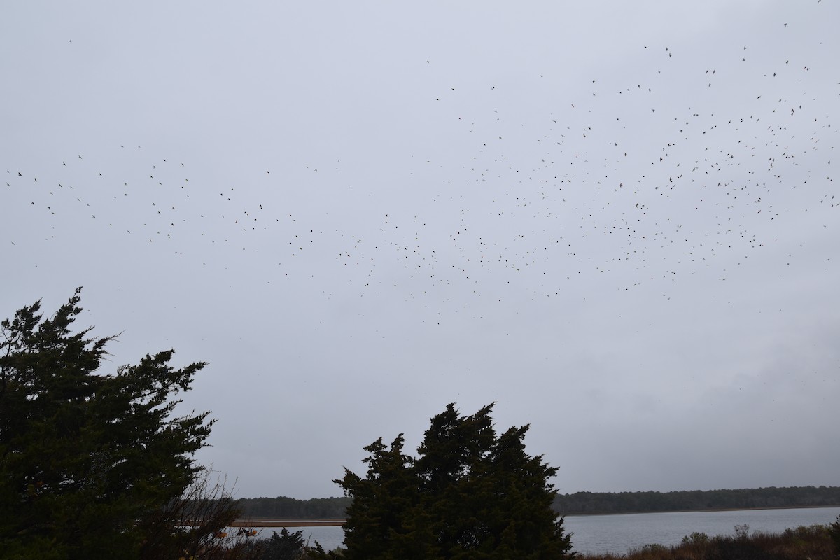 Tree Swallow - ML645818165