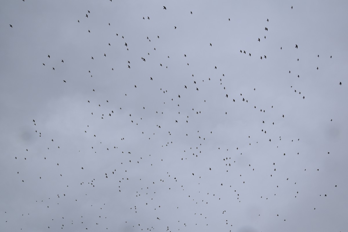 Tree Swallow - ML645818167