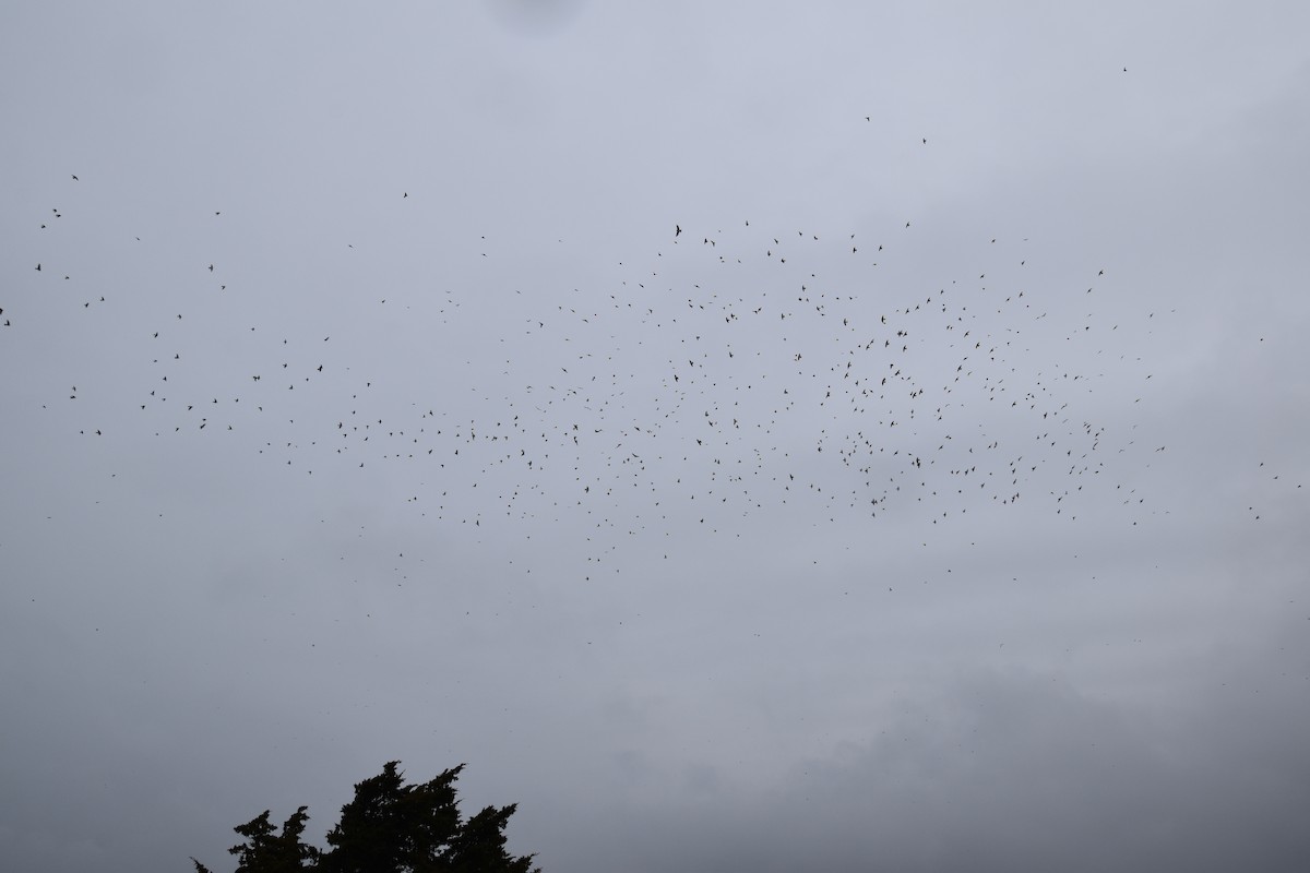 Tree Swallow - ML645818168