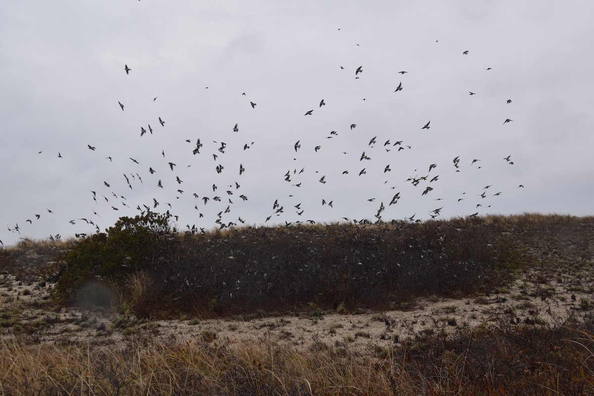 Tree Swallow - ML645818169
