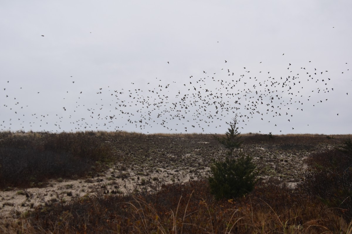 Tree Swallow - ML645818170