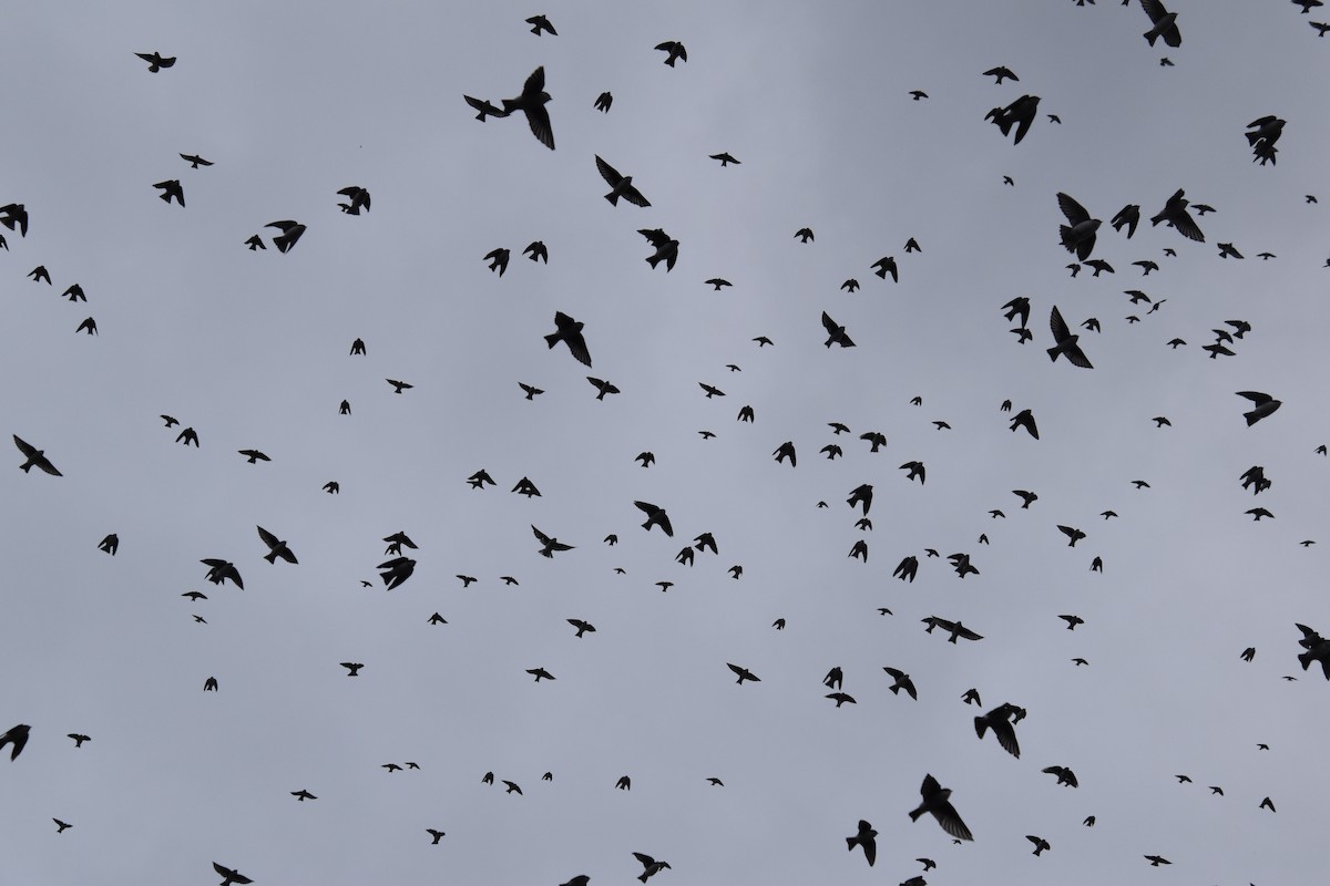 Tree Swallow - ML645818171