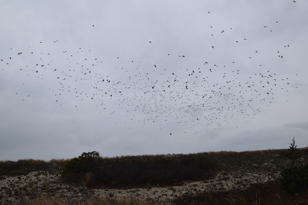 Tree Swallow - ML645818172
