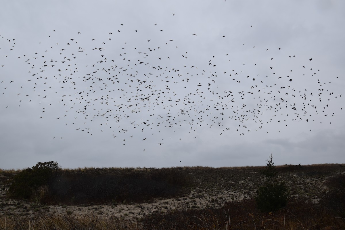 Tree Swallow - ML645818173