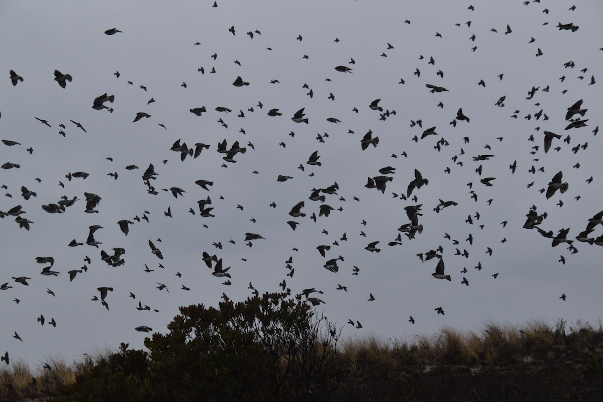 Tree Swallow - ML645818174