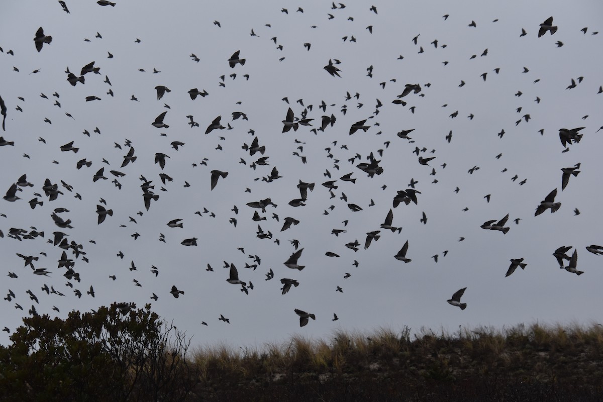 Tree Swallow - ML645818175