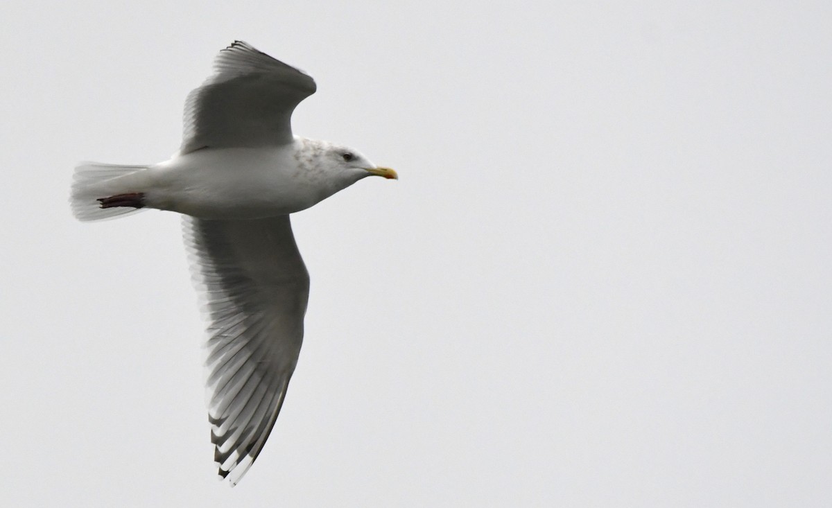 Iceland Gull (Thayer's) - ML645818189