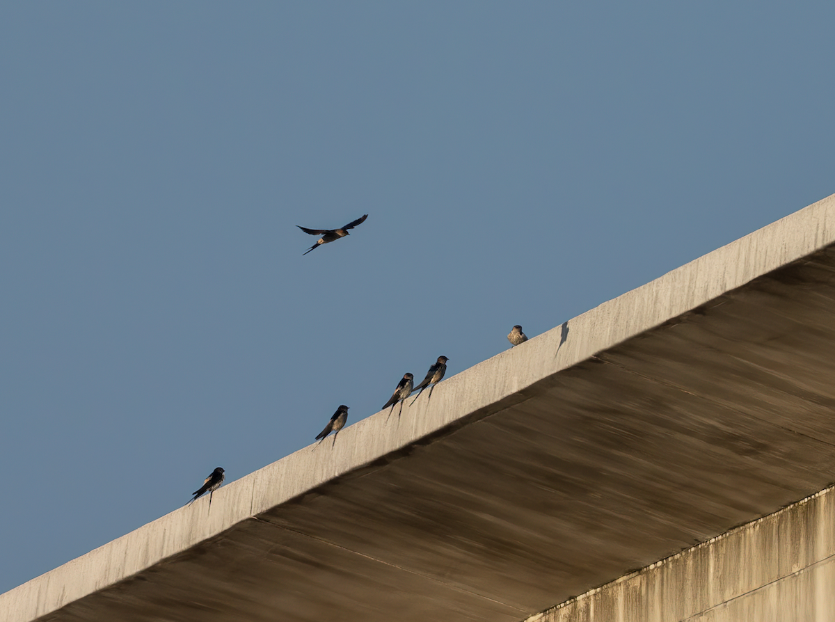Eastern Red-rumped Swallow (Striated) - ML645818190