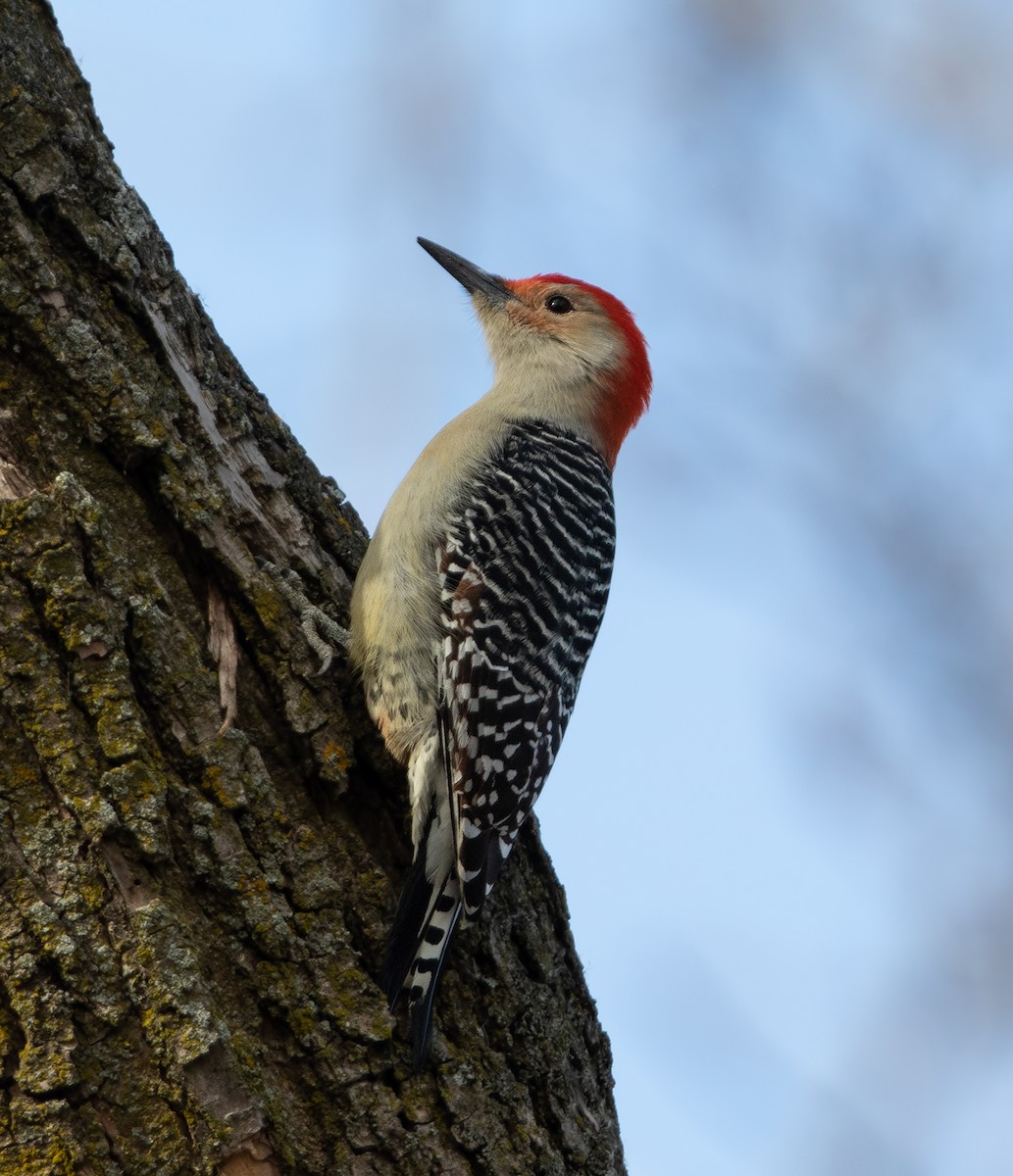Red-bellied Woodpecker - ML645818191