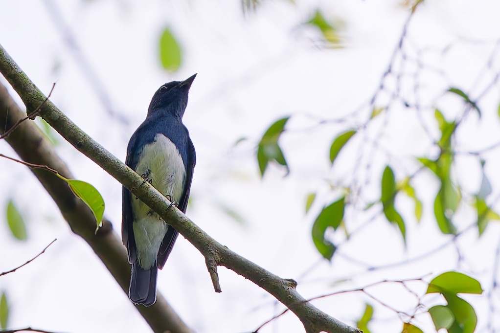 Zappey's Flycatcher - ML645818193