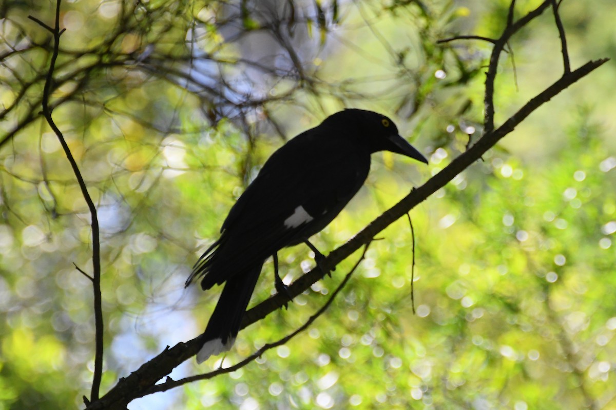 Pied Currawong - ML645818199