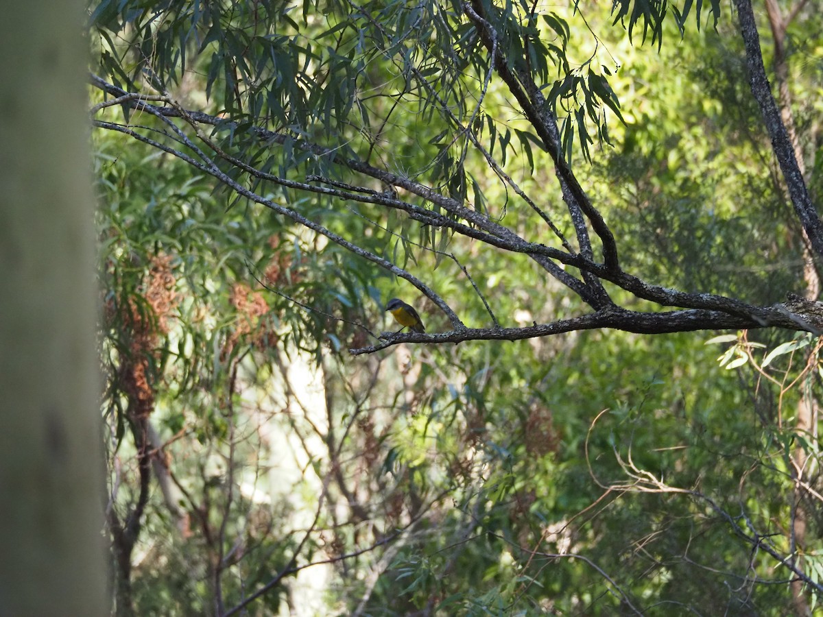 Doğulu Sarı Bülbül - ML645818210