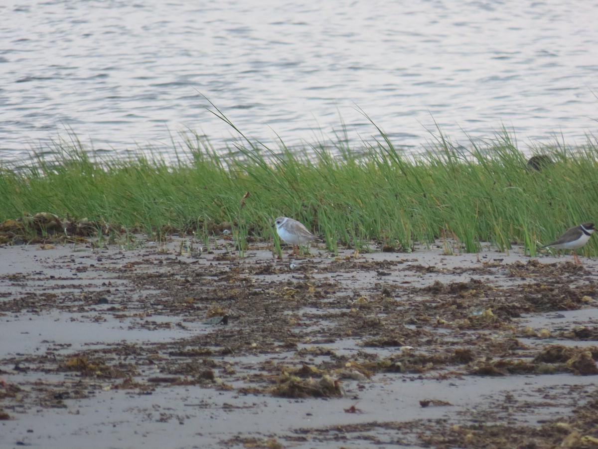 Piping Plover - ML645818214