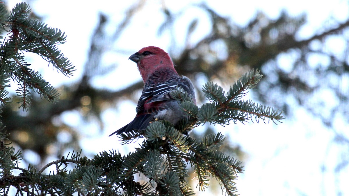 ギンザンマシコ - ML645818216