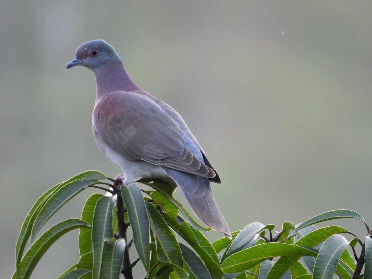 Pale-vented Pigeon - ML645818218