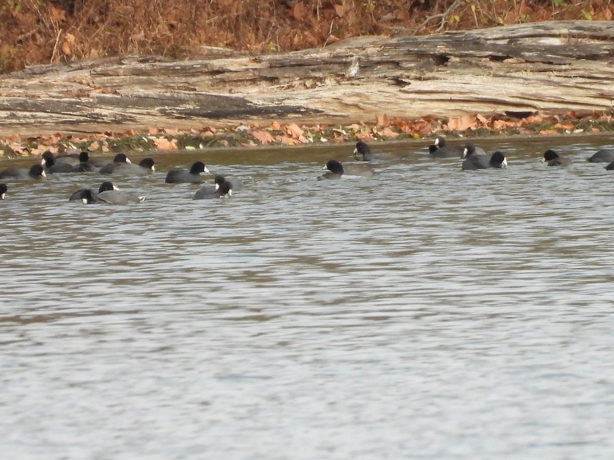 American Coot - ML645818223