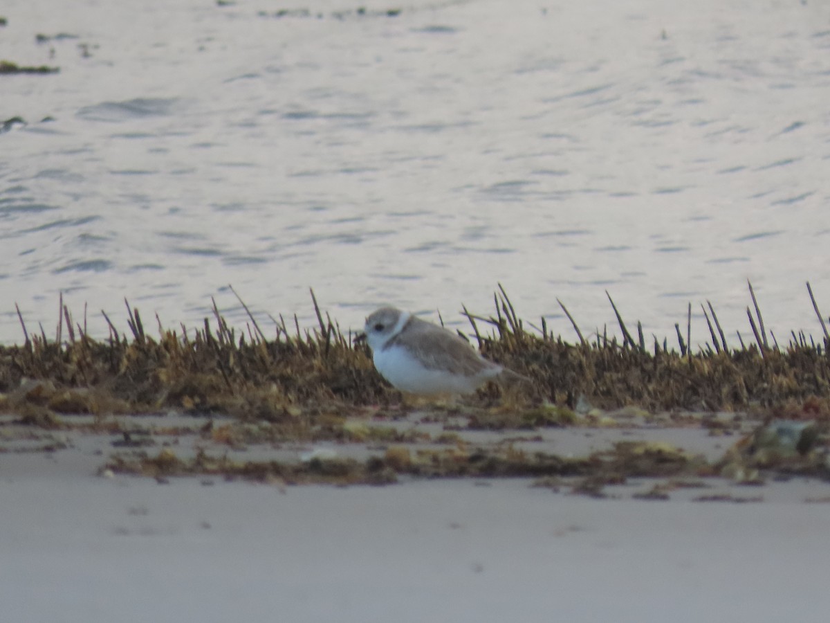 Piping Plover - ML645818229