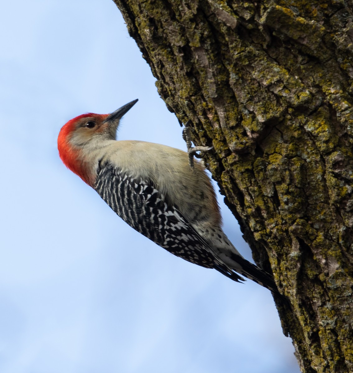 Red-bellied Woodpecker - ML645818231