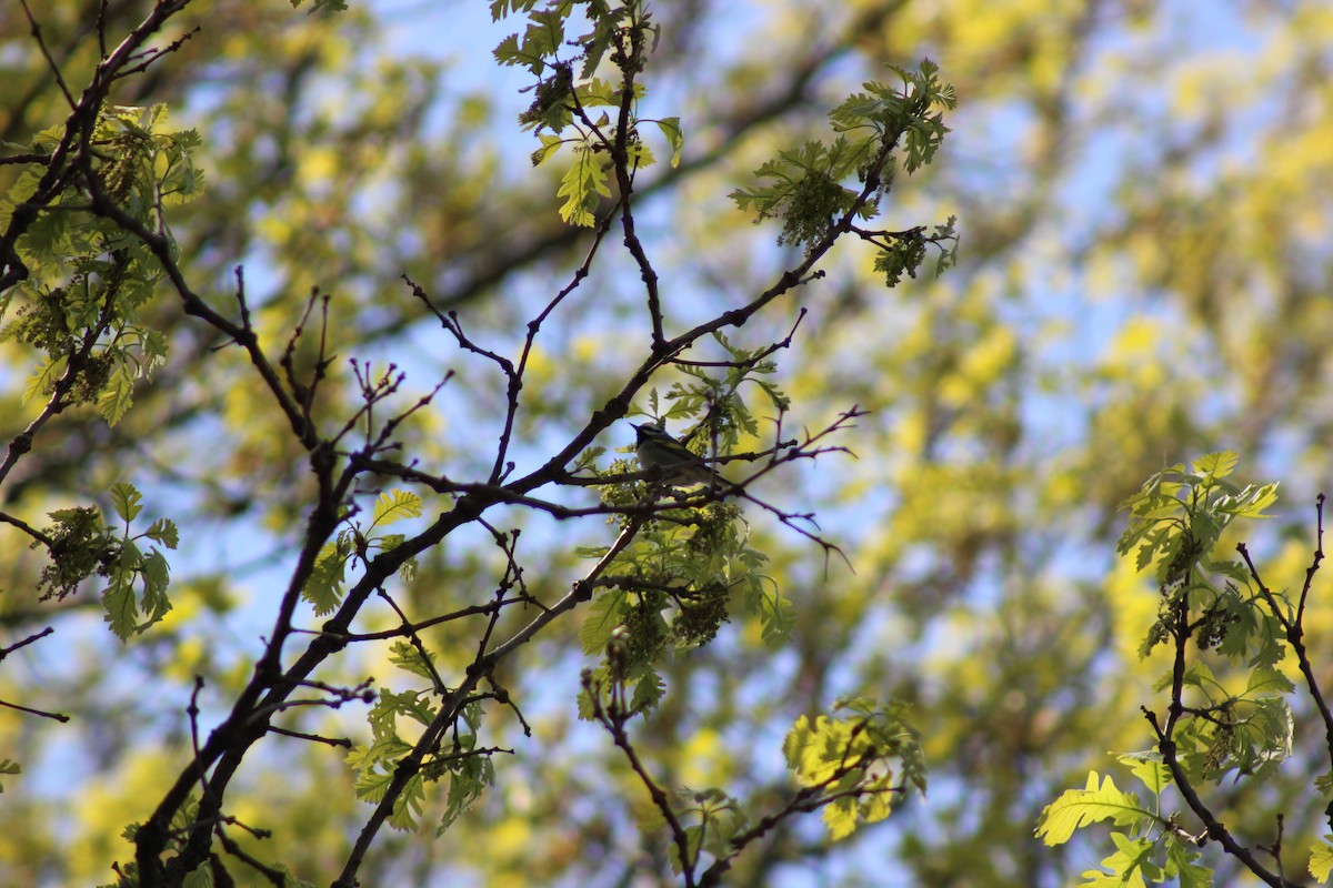 キンバネアメリカムシクイ - ML645818234