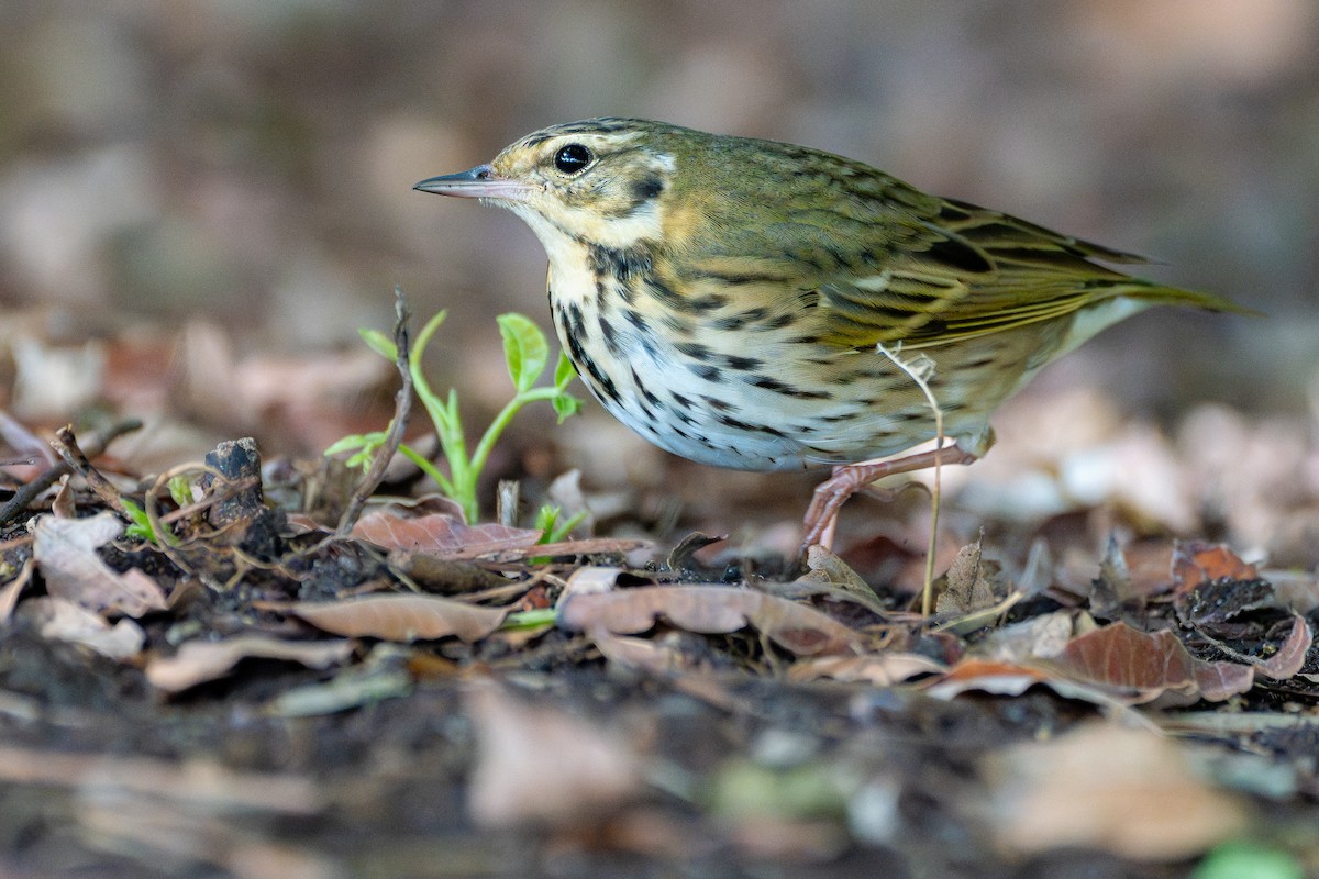 Yeşil Sırtlı İncirkuşu - ML645818236