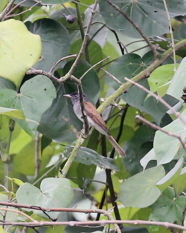 紫綬帶 - ML645818242