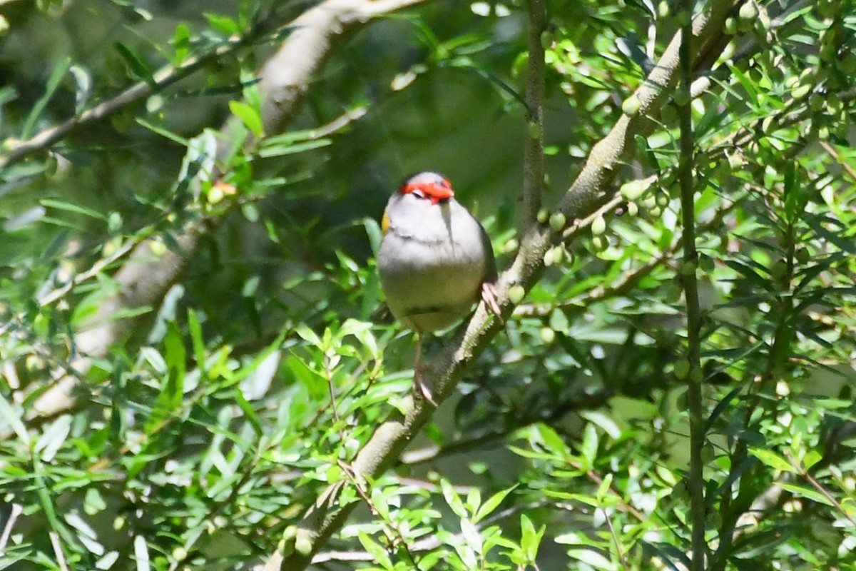 Red-browed Firetail - ML645818246