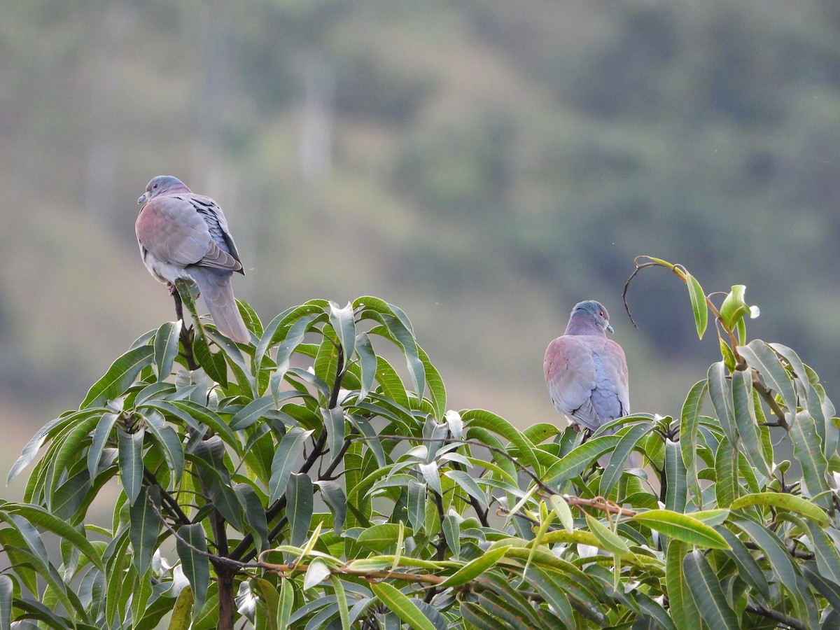 Pale-vented Pigeon - ML645818247